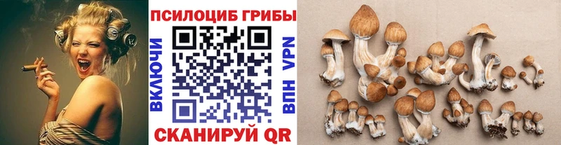 как найти   Старый Оскол  Псилоцибиновые грибы Psilocybine cubensis 